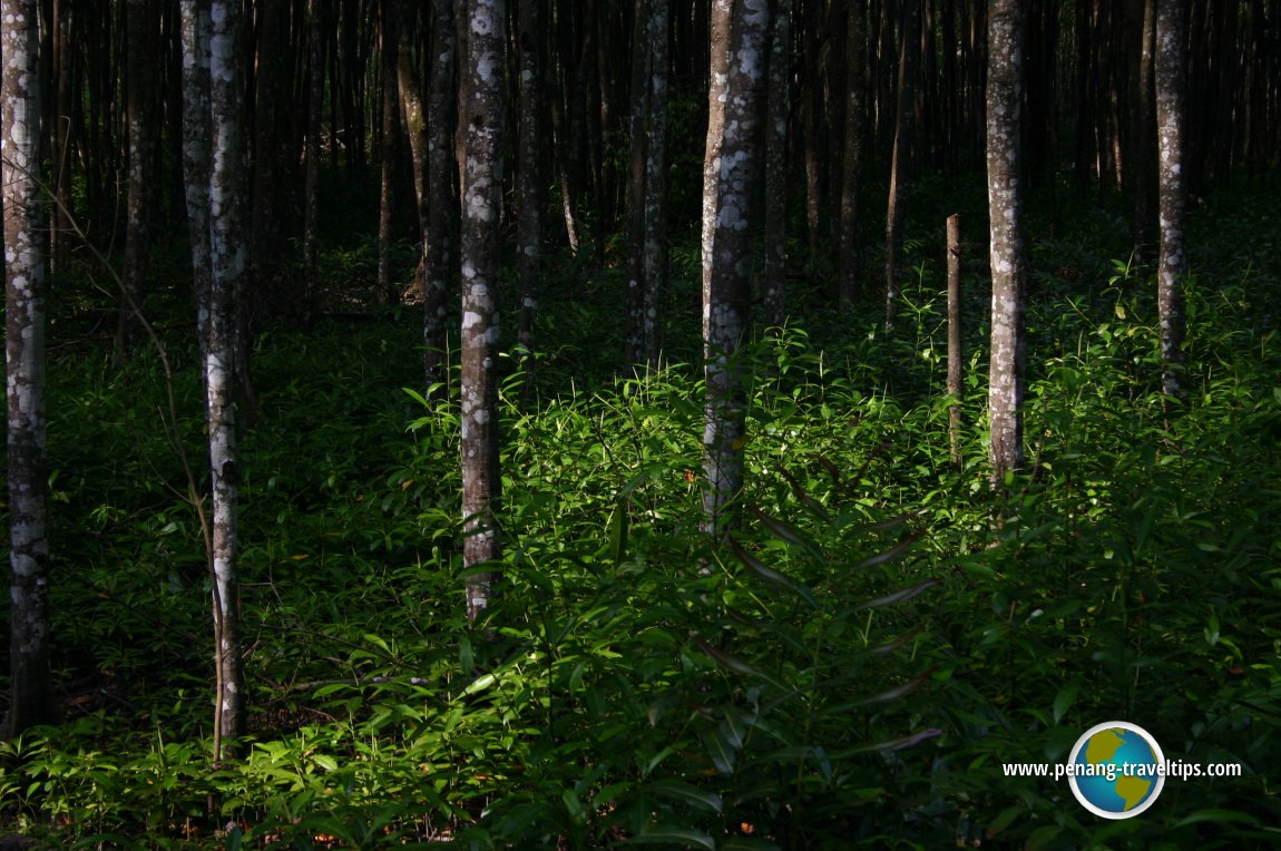 Matang Mangrove Forest Reserve