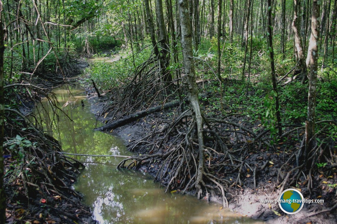 Matang Mangrove Forest Reserve