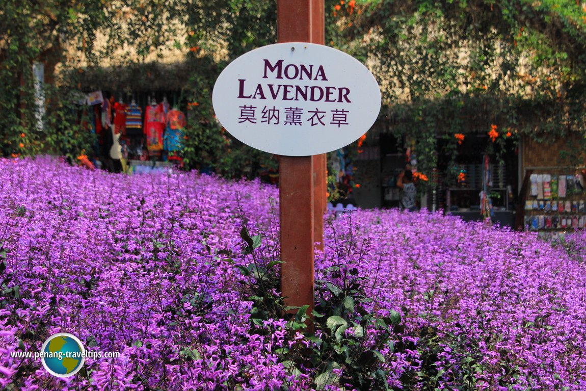 Mona Lavender