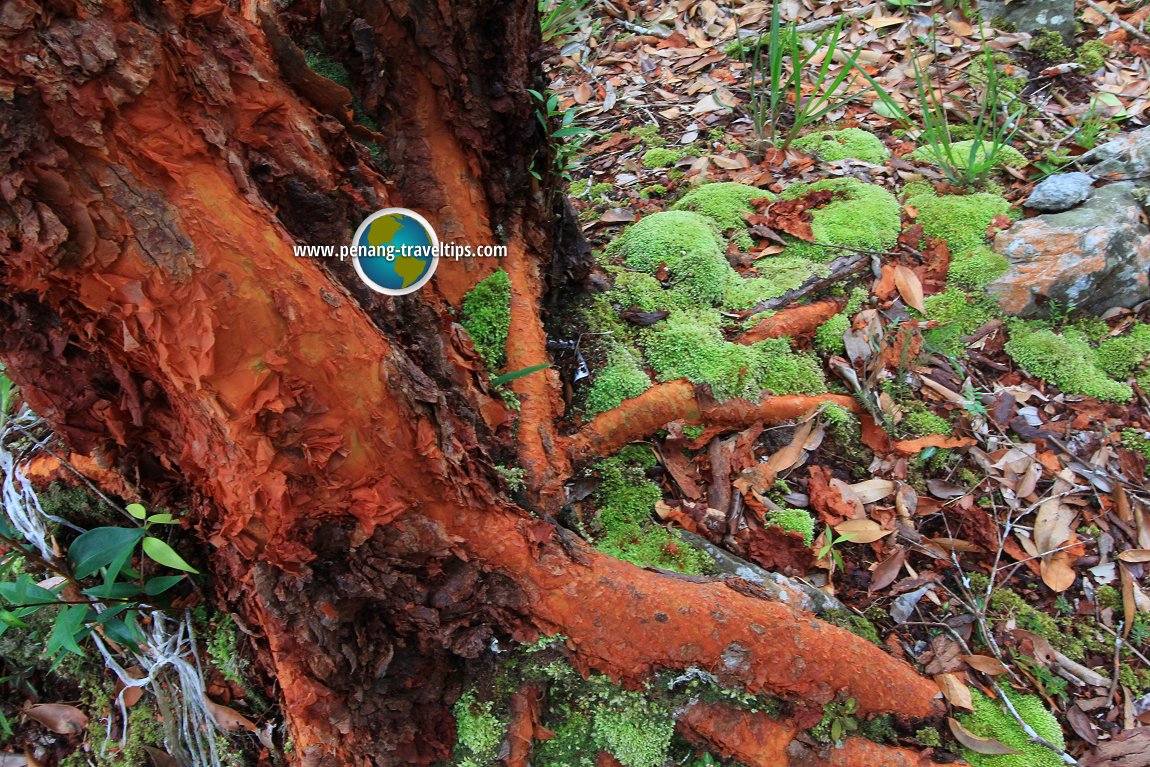 Hutan Lipur Sungai Teroi