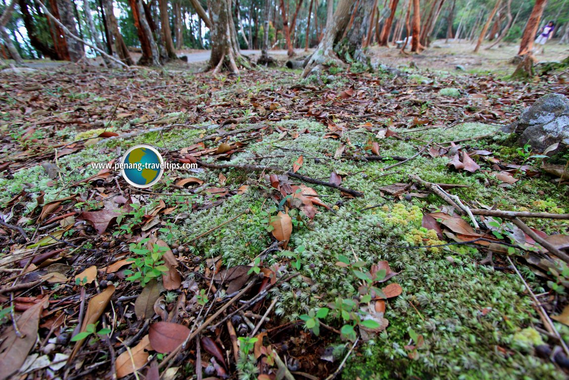 Hutan Lipur Sungai Teroi