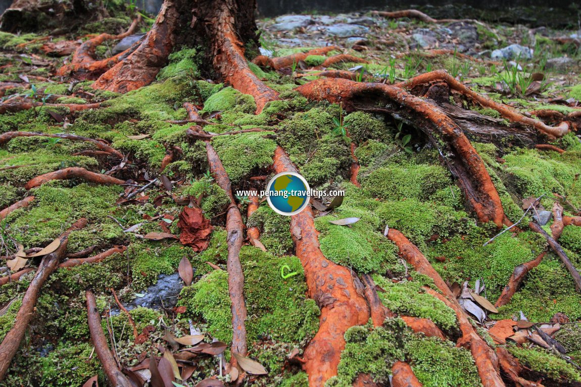 Moss-covered ground at Sungai Teroi