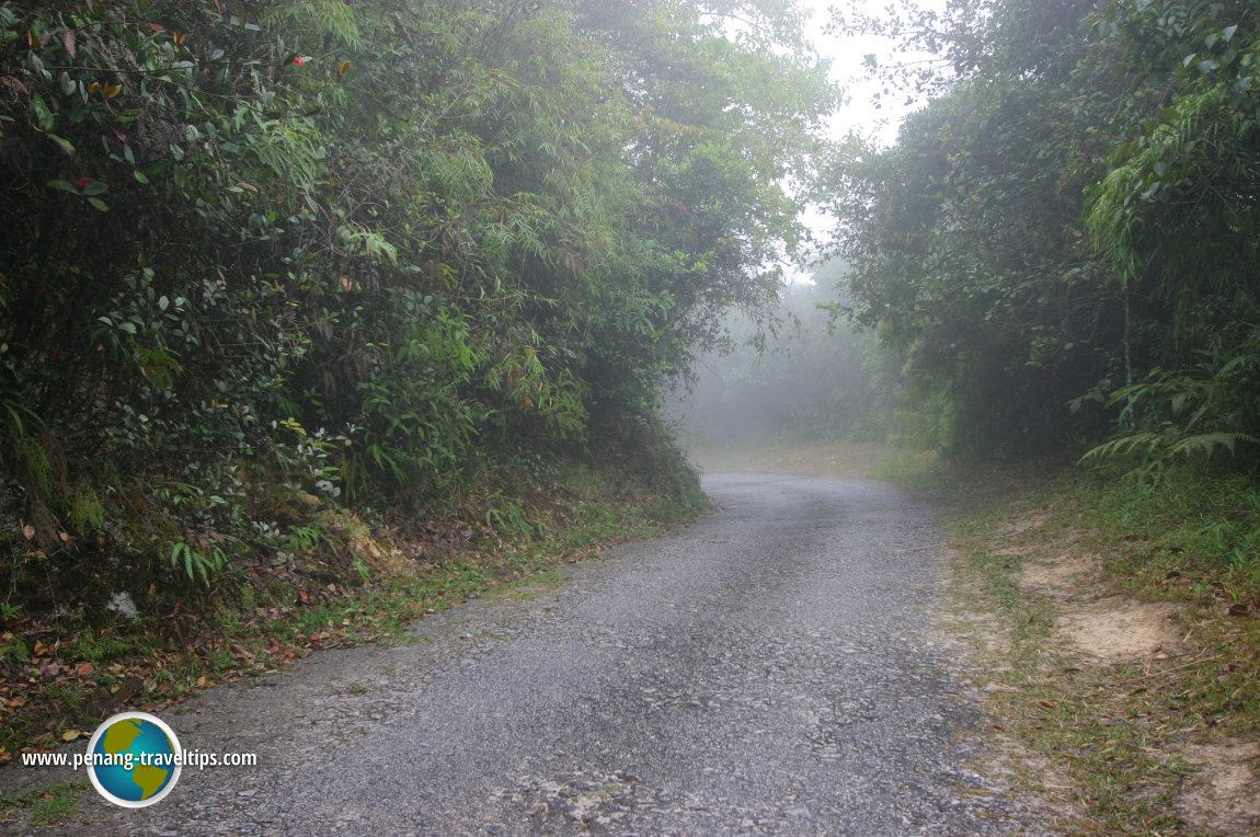 Mossy Forest, Cameron Highlands