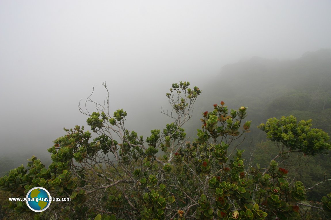 Mossy Forest, Cameron Highlands