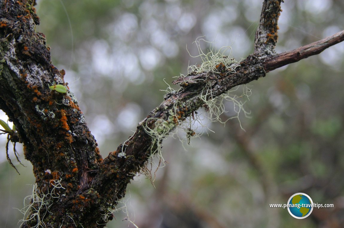 Mossy Forest, Cameron Highlands