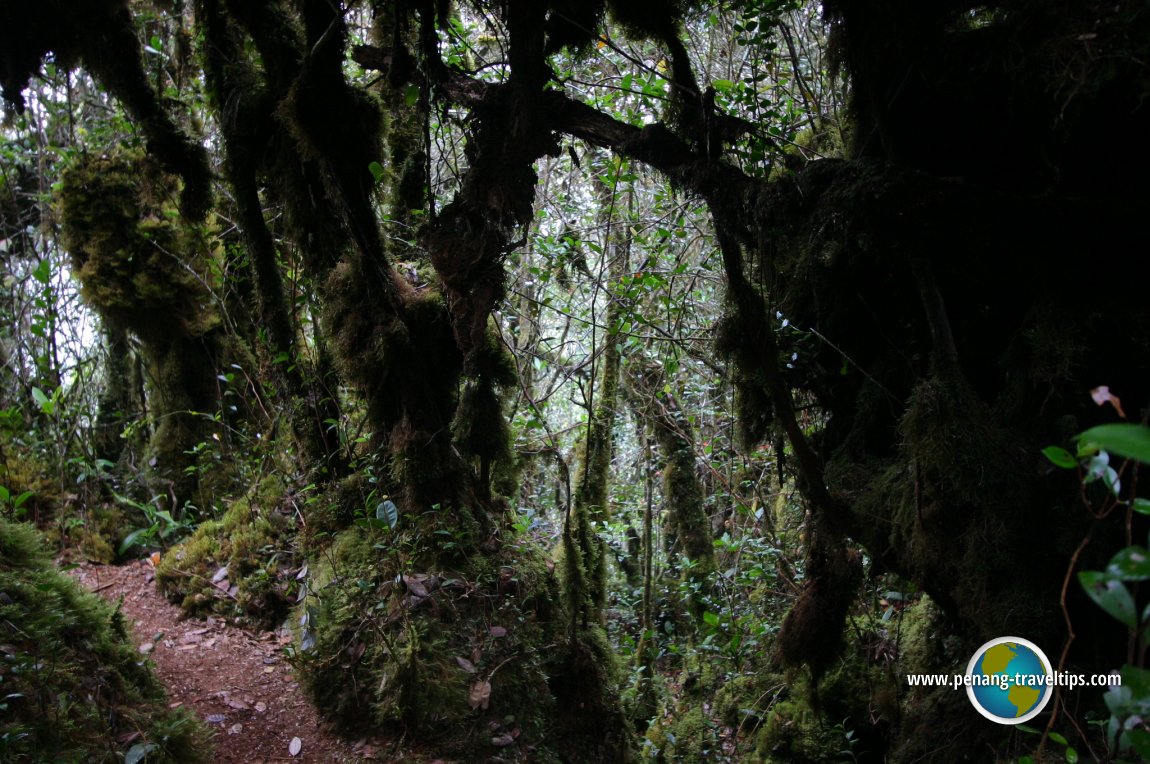 Mossy Forest, Cameron Highlands