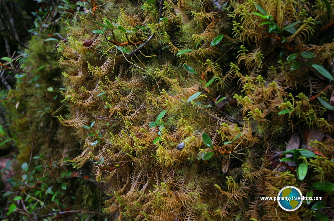 Mossy Forest, Cameron Highlands