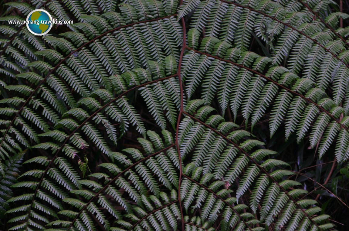 Mossy Forest, Cameron Highlands