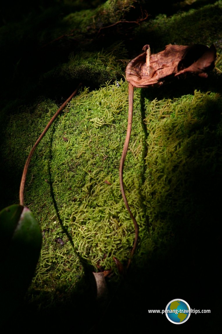 Mossy Forest, Cameron Highlands