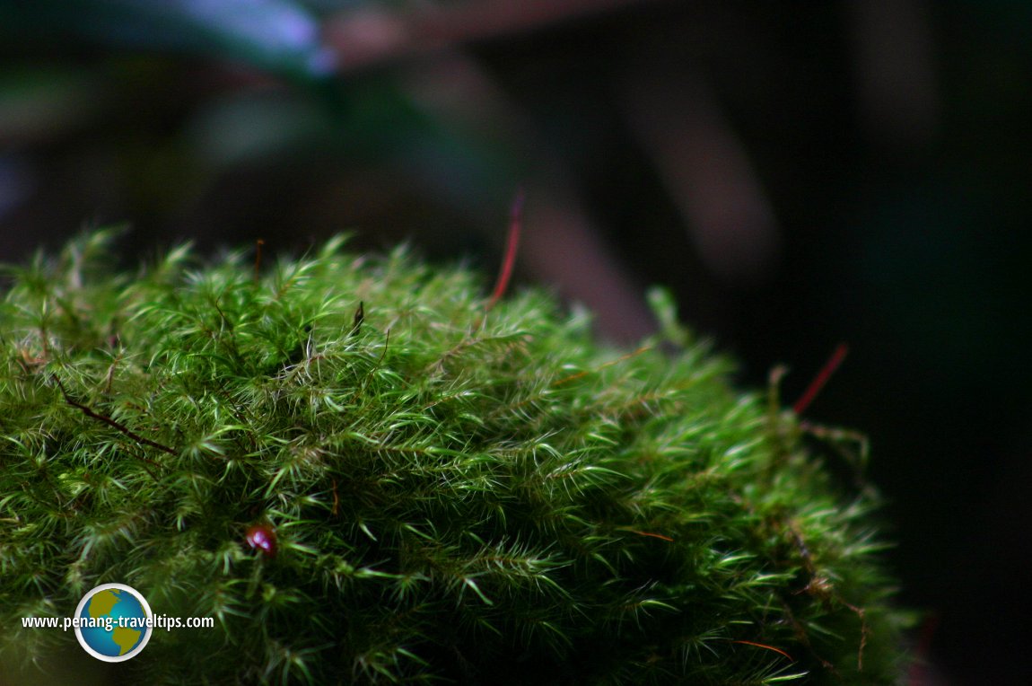 Mossy Forest, Cameron Highlands