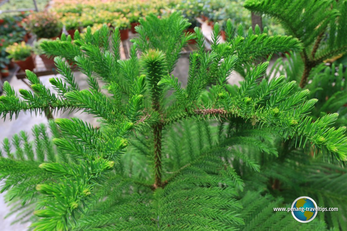 Norfolk Pine, Fragrance Nursery