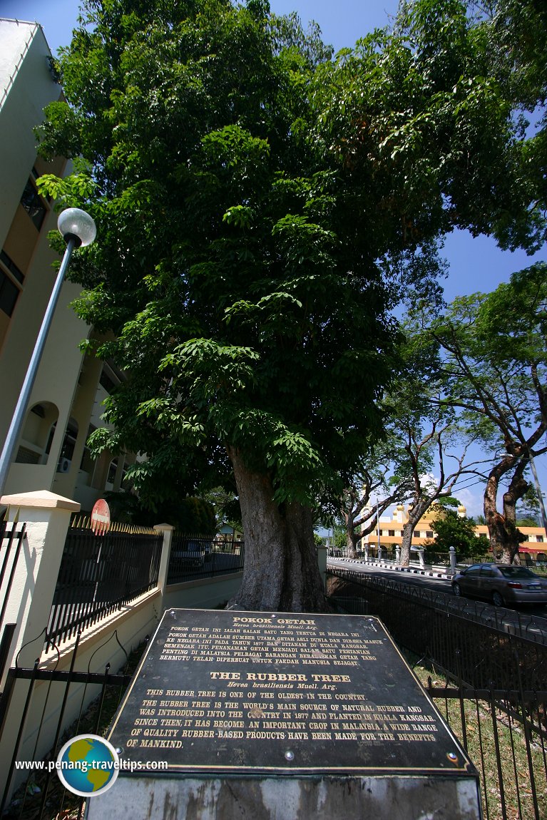 Oldest Rubber Tree of Malaya