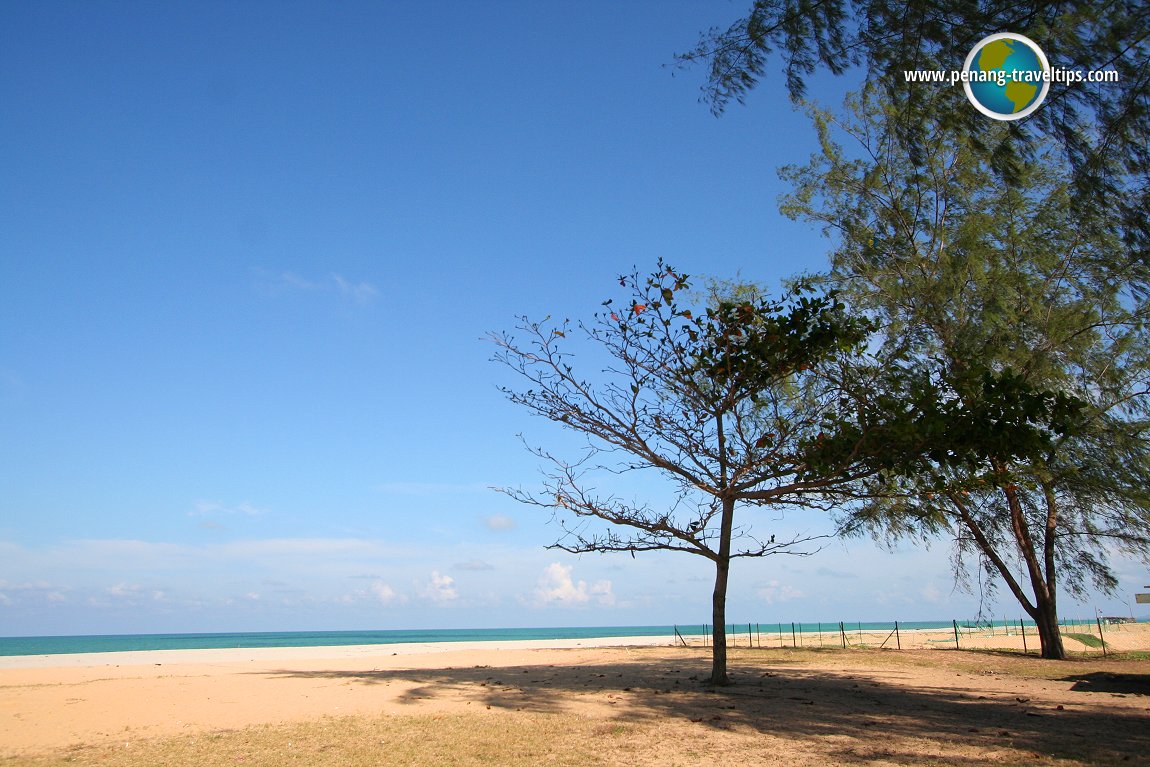Ketapang tree at Pantai Teluk Ketapang
