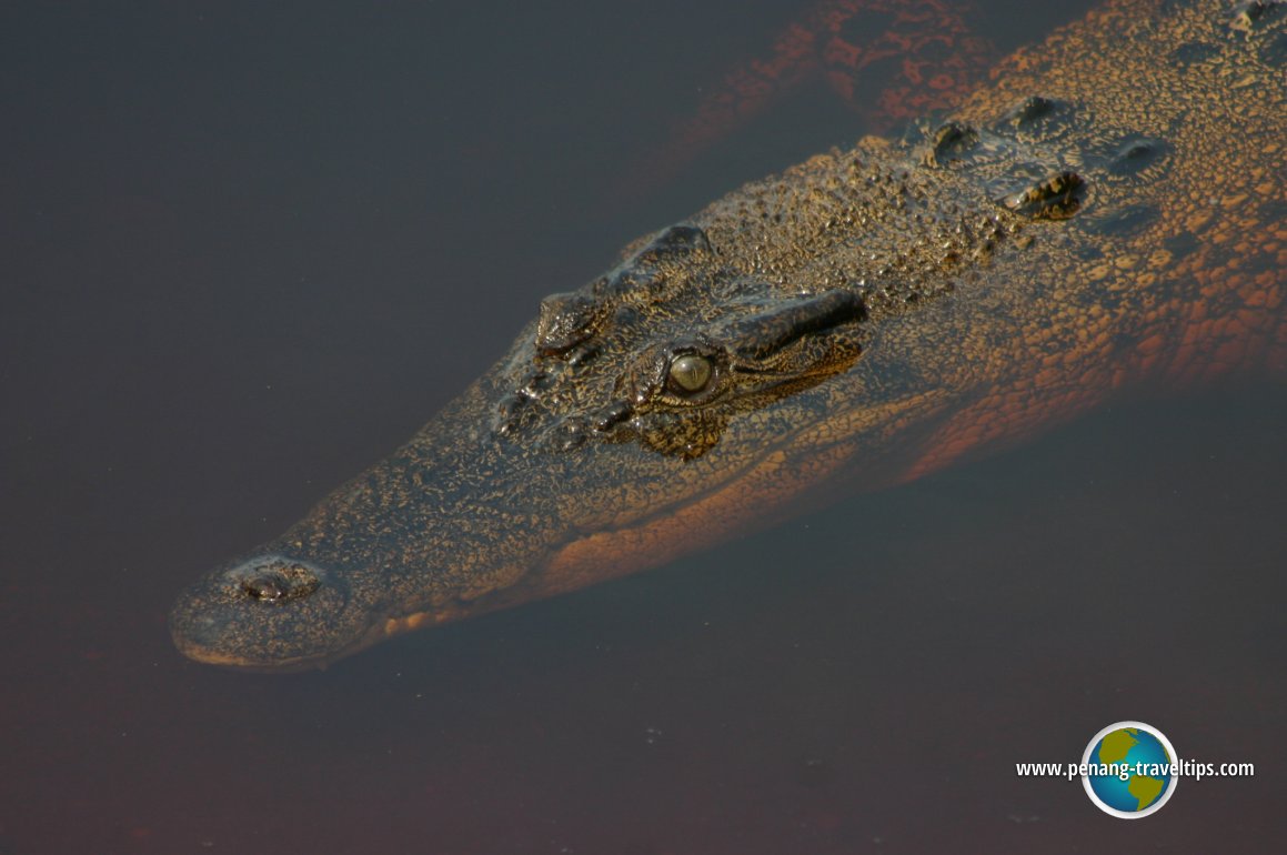 Paya Indah Wetlands