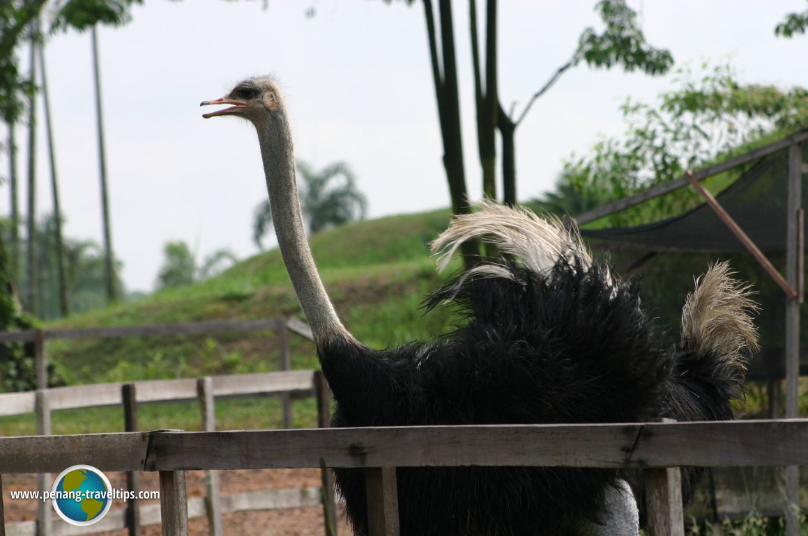 Paya Indah Wetlands