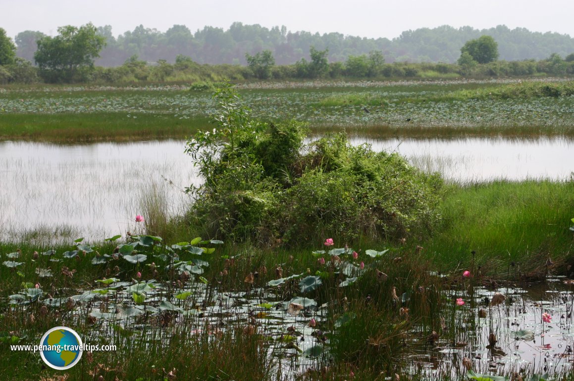 Paya Indah Wetlands