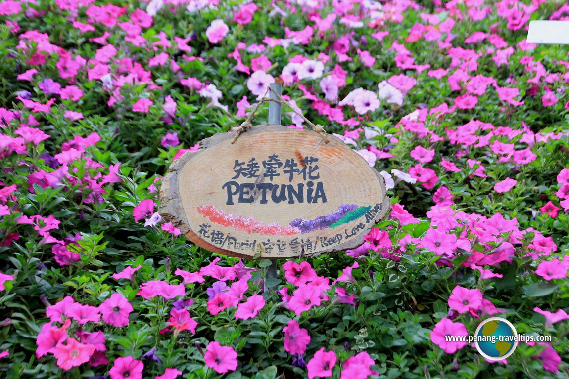 Petunia at Cameron Lavender Garden