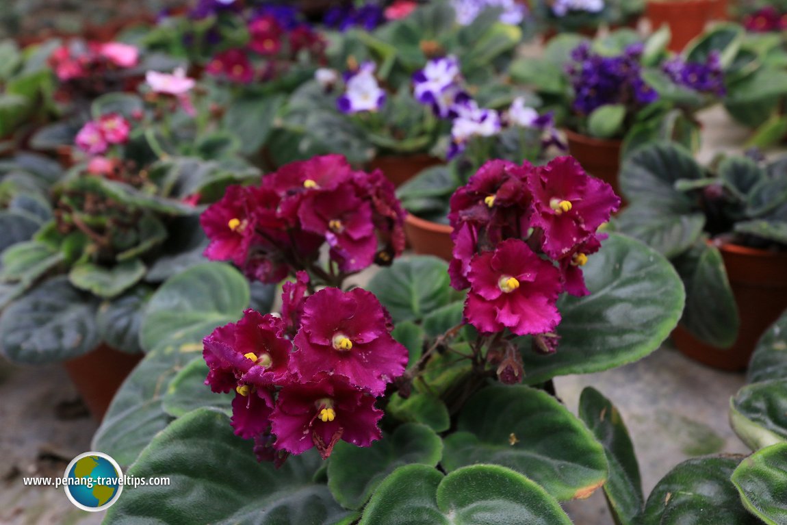 Purple African Violets with frilly petals at Unc Sam Farm