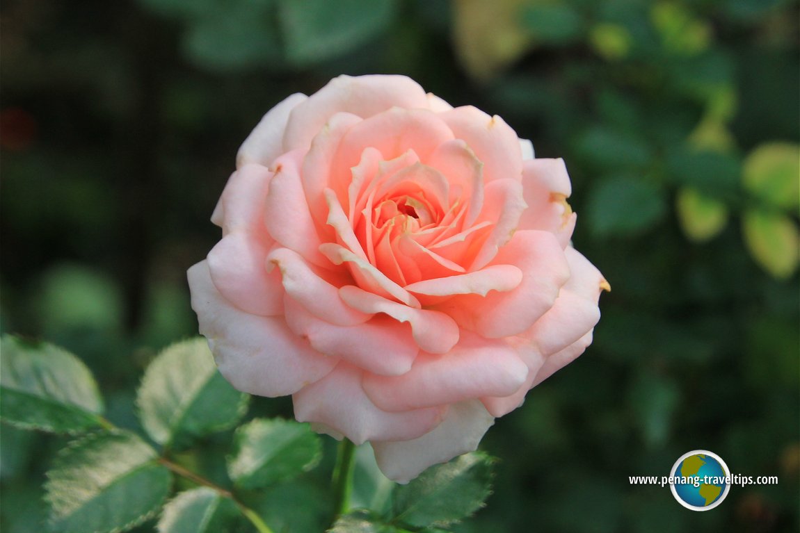 Rose Valley, Cameron Highlands