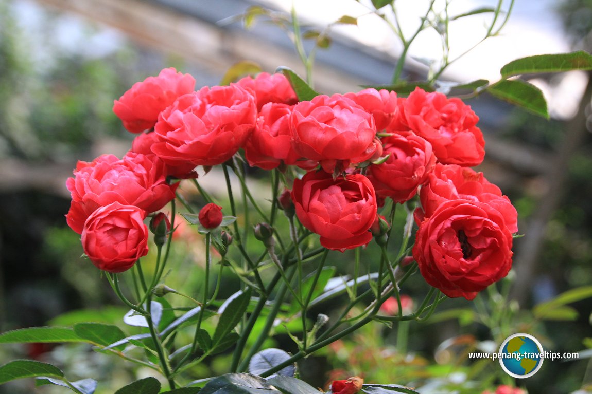 Rose Valley, Cameron Highlands