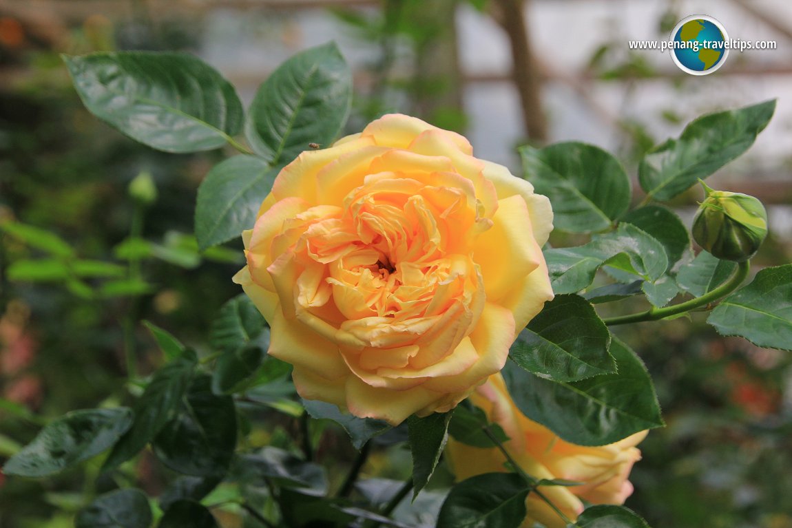 Rose Valley, Cameron Highlands