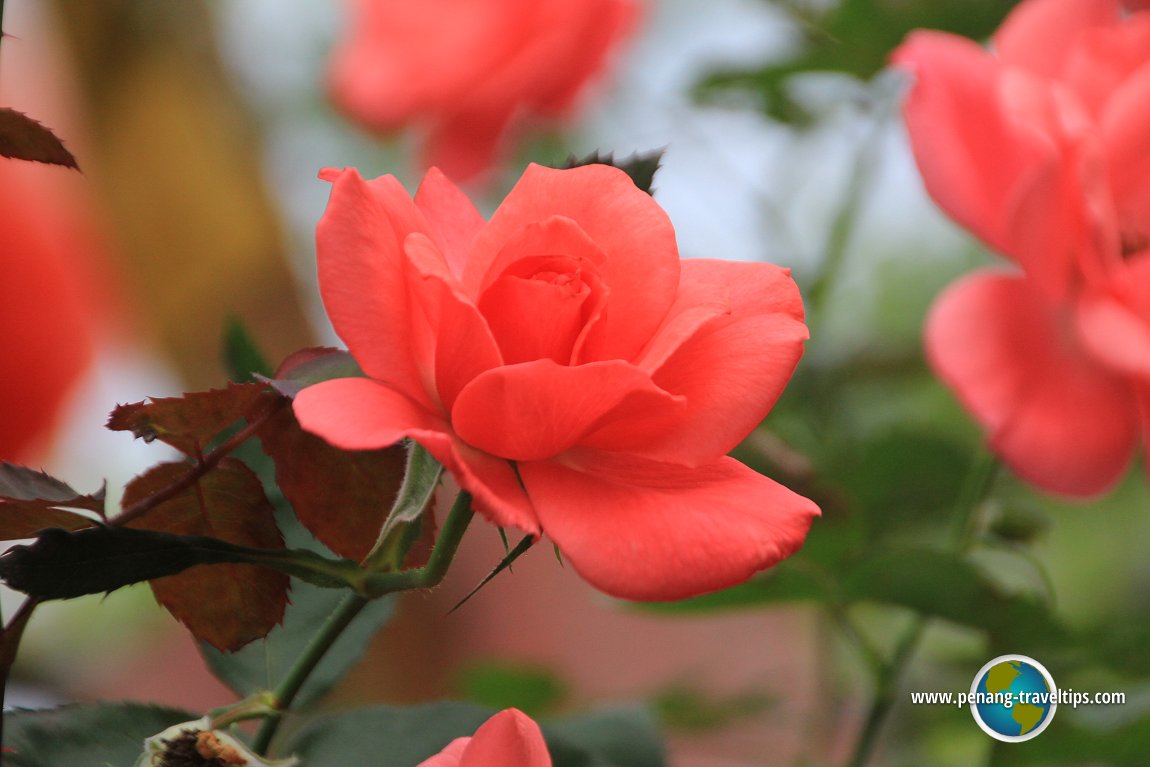 Rose Valley, Cameron Highlands