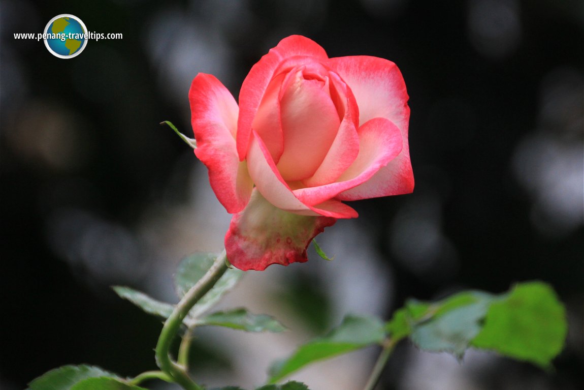 Rose Valley, Cameron Highlands