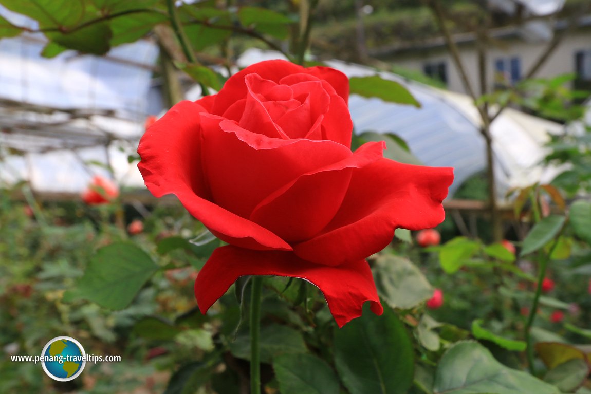 Rose Valley, Cameron Highlands