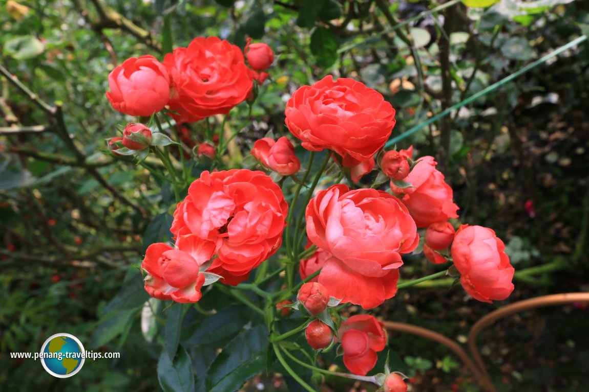 Rose Valley, Cameron Highlands