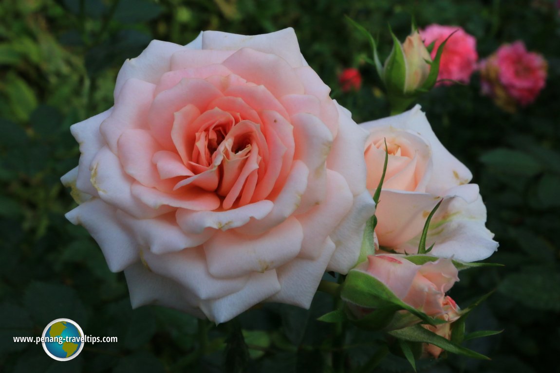 Rose Valley, Cameron Highlands