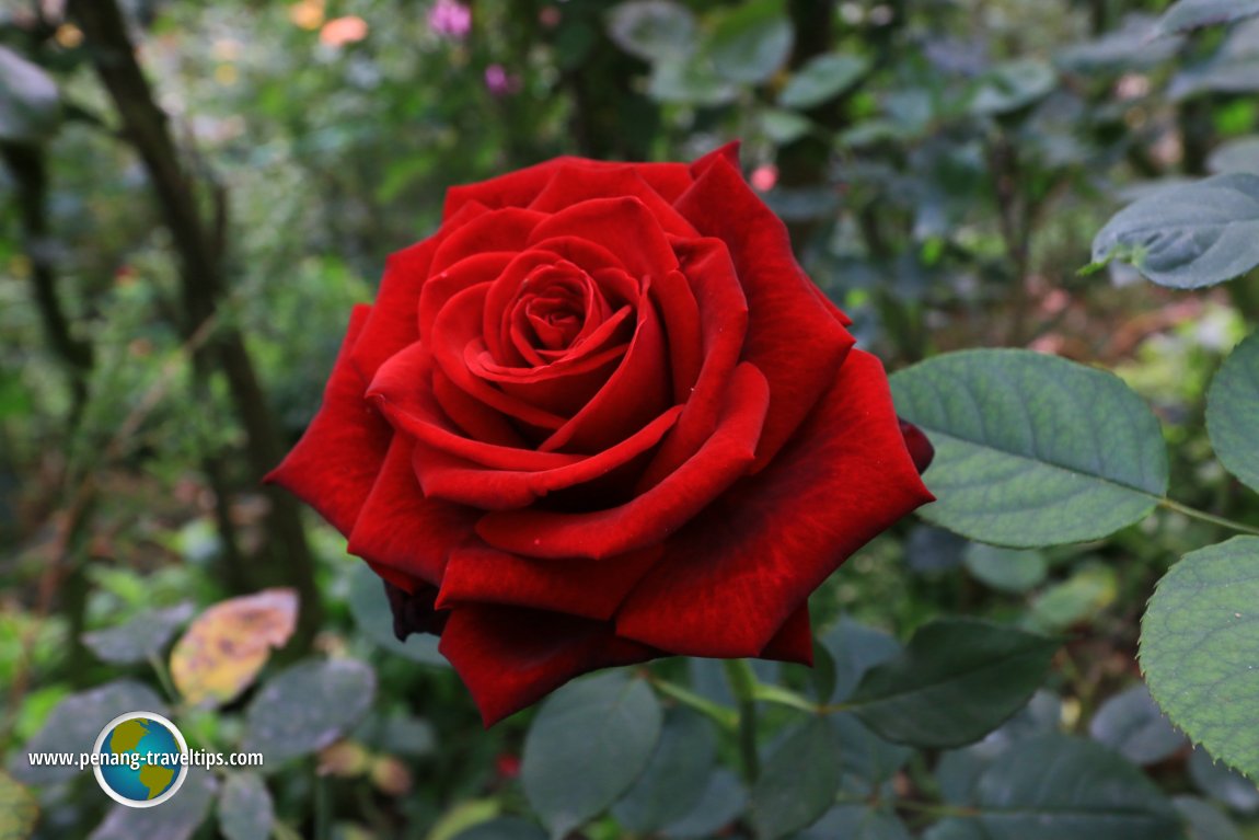 Rose Valley, Cameron Highlands