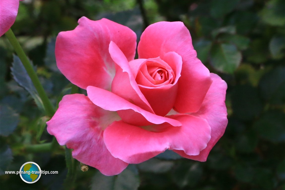 Rose Valley, Cameron Highlands