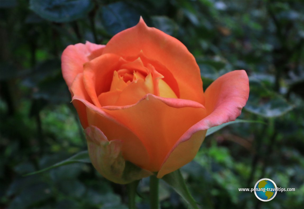 Rose Valley, Cameron Highlands