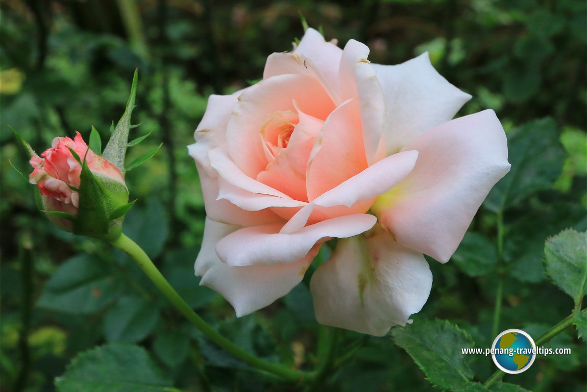 Rose Valley, Cameron Highlands