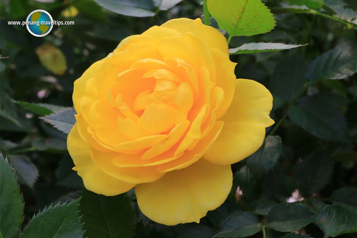 Rose Valley, Cameron Highlands