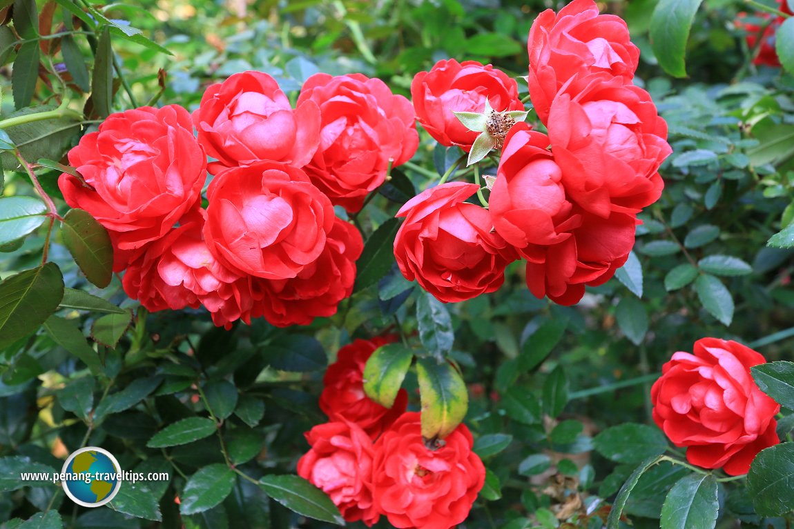 Rose Valley, Cameron Highlands