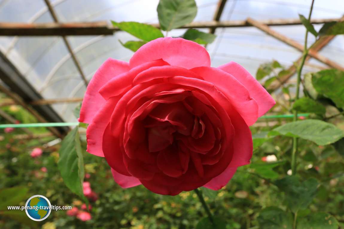 Rose Valley, Cameron Highlands