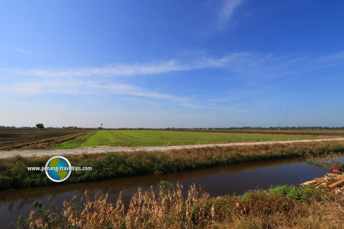 Sekinchan paddy fields