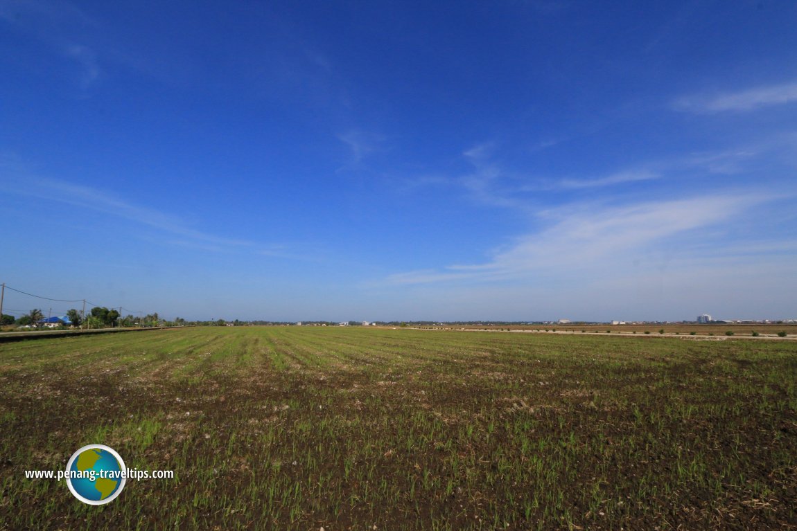 Sekinchan paddy fields