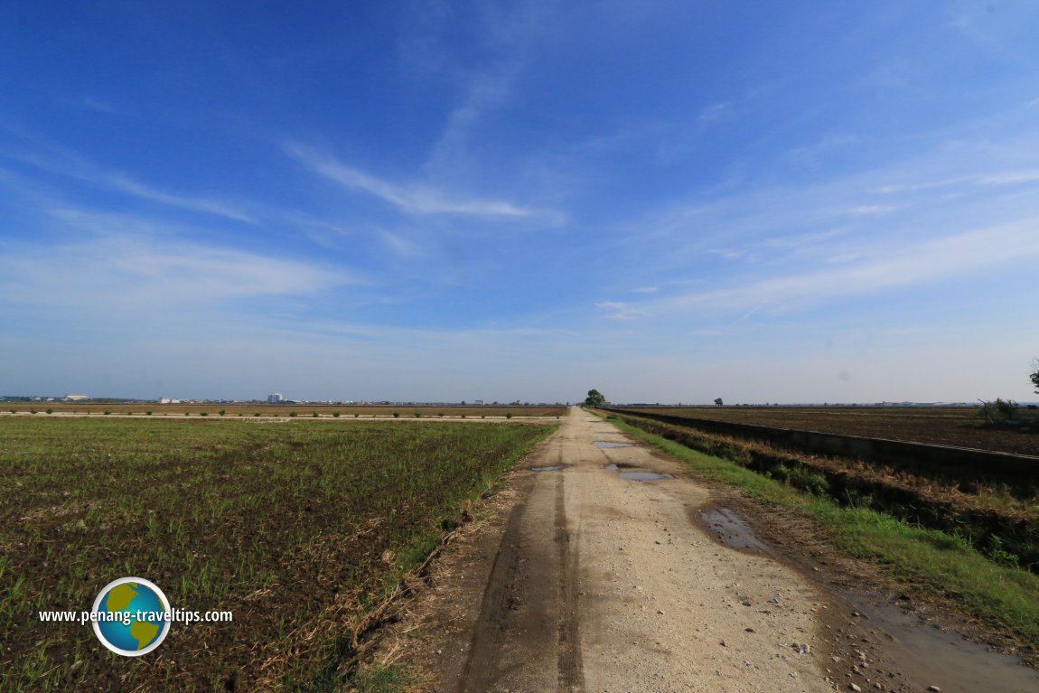 Sekinchan paddy fields