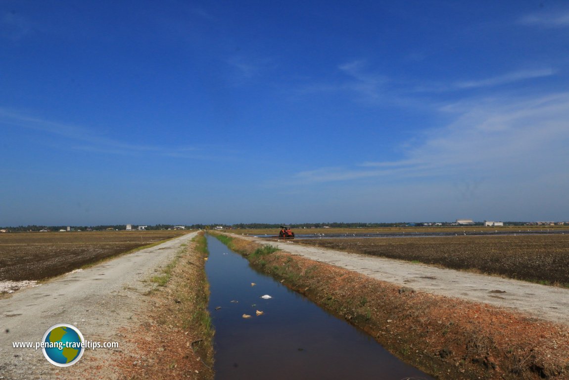 Sekinchan paddy fields