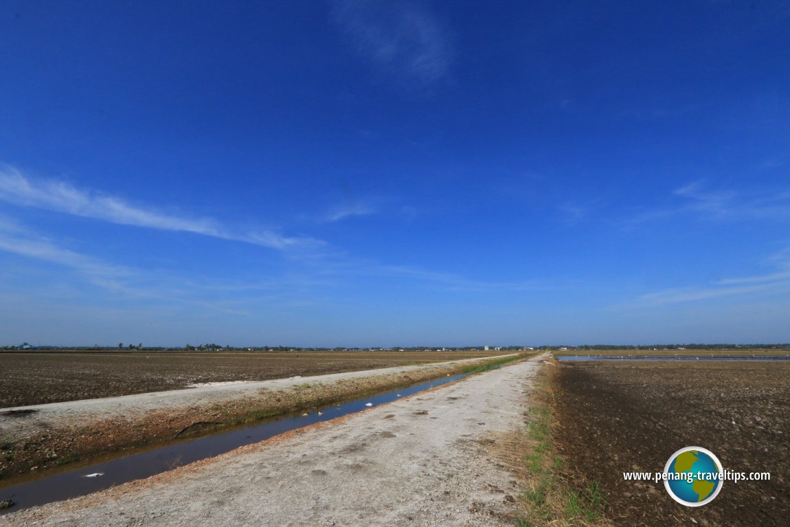 Sekinchan paddy fields