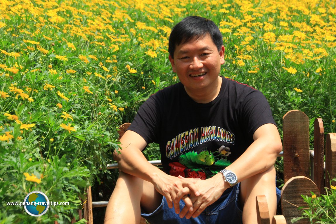 Sitting in a field of Coreopsis