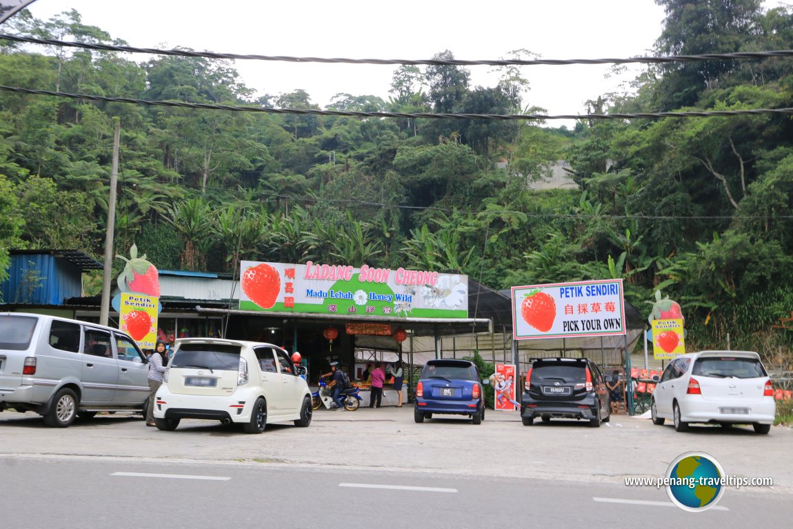 Soon Cheong Agriculture Farm, Cameron Highlands