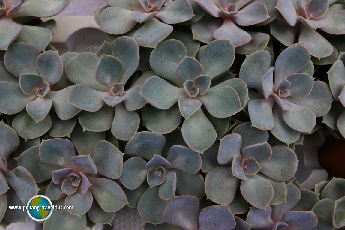 Succulents looking like cement trees - Unc Sam Farm