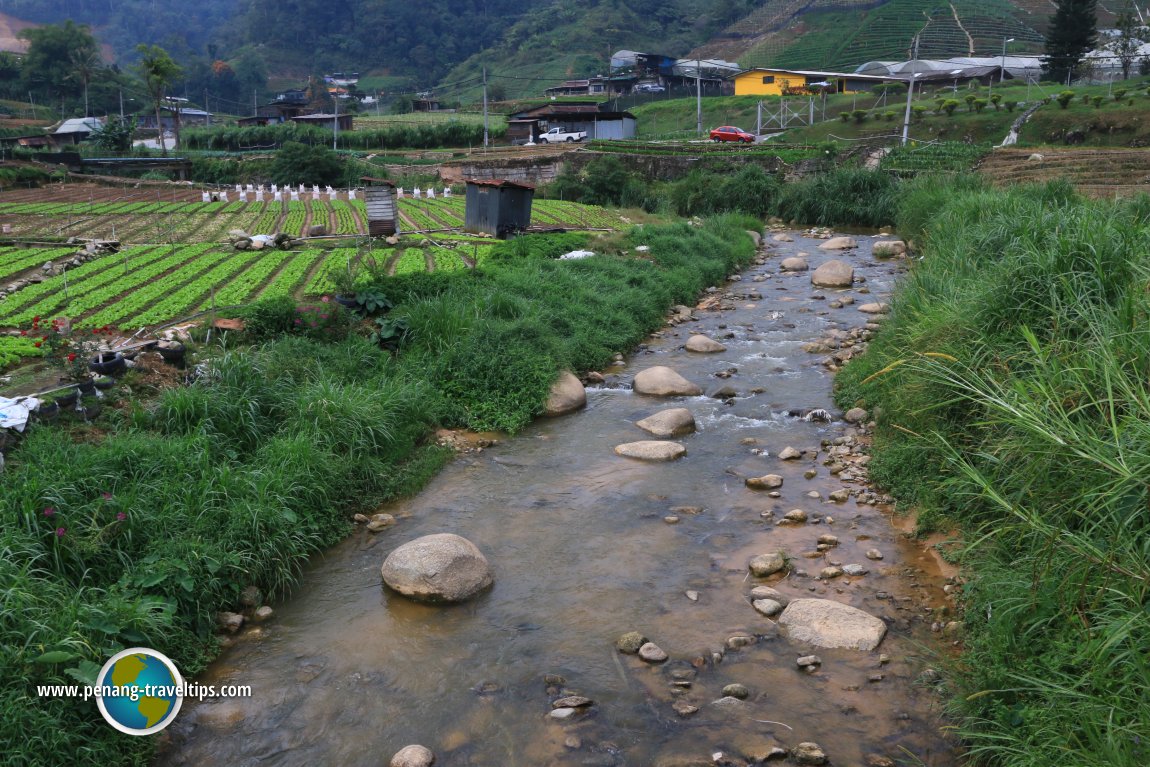 Sungai Bertam flows through the farmland in Habu