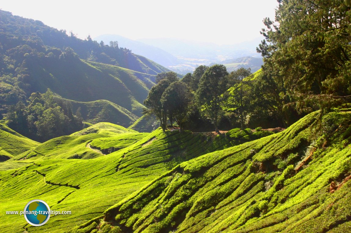 Sungei Palas Boh Tea Plantation, Cameron Highlands