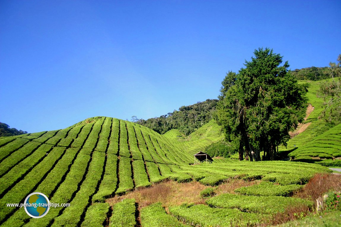 Sungei Palas Boh Tea Plantation, Cameron Highlands