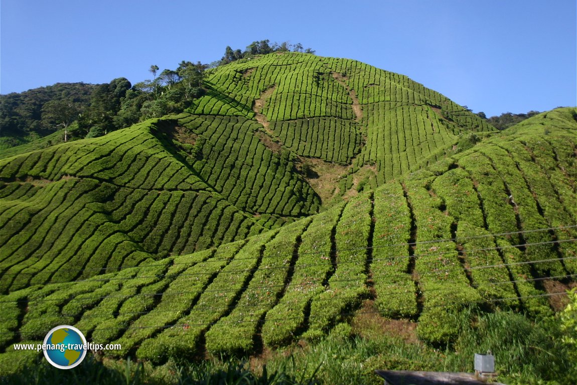 Sungei Palas Boh Tea Plantation, Cameron Highlands