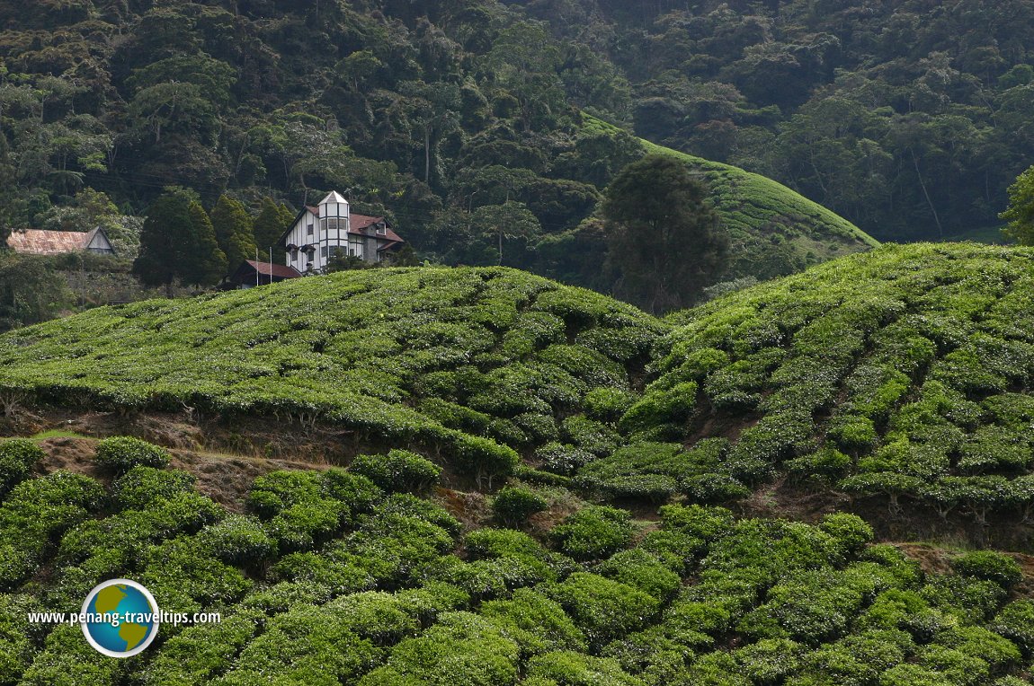 Sungei Palas Boh Tea Plantation, Cameron Highlands